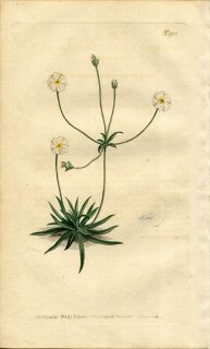 1806ǯ Curtis Botanical Magazine No.981 饽 ȥʥ° ANDROSACE LACTEA