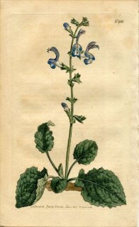 1807ǯ Curtis Botanical Magazine No.988  ° SALVIA FORSKOHLEI ӥ