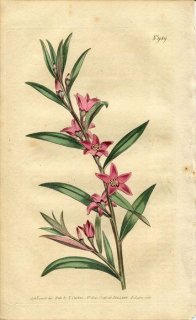 1807ǯ Curtis Botanical Magazine No.989 ߥ ° CROWEA SALIGNA