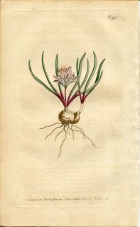 1807ǯ Curtis Botanical Magazine No.991  ޥå˥° MASSONIA CORYMBOSA