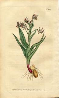 1807ǯ Curtis Botanical Magazine No.994  ° MELANTHIUM VIRIDE