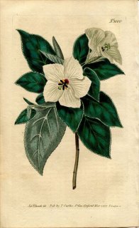 1807ǯ Curtis Botanical Magazine No.1000  ° PENTAPETES ERYTHROXYLON