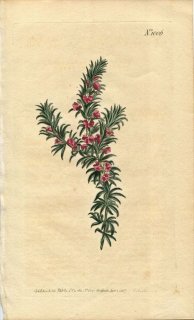 1807ǯ Curtis Botanical Magazine No.1006 ҥϥ ° POLYGALA ALOPECUROIDES