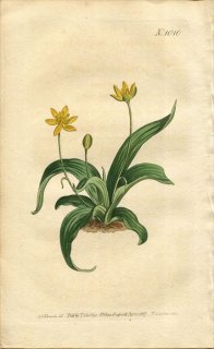 1807ǯ Curtis Botanical Magazine No.1010 Х ԥ° HYPOXIS OVATA