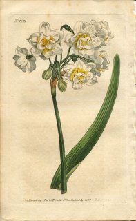 1807ǯ Curtis Botanical Magazine No.1011 ҥХʲ ° NARCISSUS ORIENTALIS