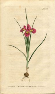 1807ǯ Curtis Botanical Magazine No.1012  饨° MORAEA CILIATA