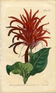 1807ǯ Curtis Botanical Magazine No.1014 ĥͥΥޥ ĥͥΥޥ° JUSTICIA LUCIDA