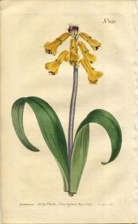 1807ǯ Curtis Botanical Magazine No.1020  饱ʥꥢ° LACHENALIA TRICOLOR
