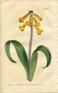 1807ǯ Curtis Botanical Magazine No.1020  饱ʥꥢ° LACHENALIA TRICOLOR