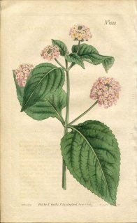 1807ǯ Curtis Botanical Magazine No.1022 ޥĥť 󥿥° LANTANA ANNUA