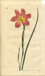 1807ǯ Curtis Botanical Magazine No.1033  饨° MORAEA COLLINA