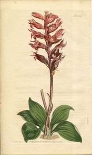 1807ǯ Curtis Botanical Magazine No.1036  ° NEOTTIA ORCHIOIDES