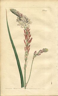 1807ǯ Curtis Botanical Magazine No.1040  ƥꥯ° ANTHERICUM VESPERTINUM