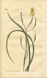 1807ǯ Curtis Botanical Magazine No.1045  饨° MORAEA BITUMINOSA