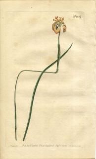 1807ǯ Curtis Botanical Magazine No.1047  饨° MORAEA TENUIS