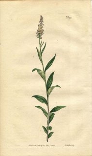 1807ǯ Curtis Botanical Magazine No.1051 ҥϥ ҥϥ° POLYGALA SENEGA