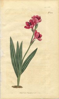 1807ǯ Curtis Botanical Magazine No.1052  Хӥ° BABIANA STRICTA(.)
