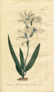 1807ǯ Curtis Botanical Magazine No.1053  Хӥ° BABIANA SULPHUREA