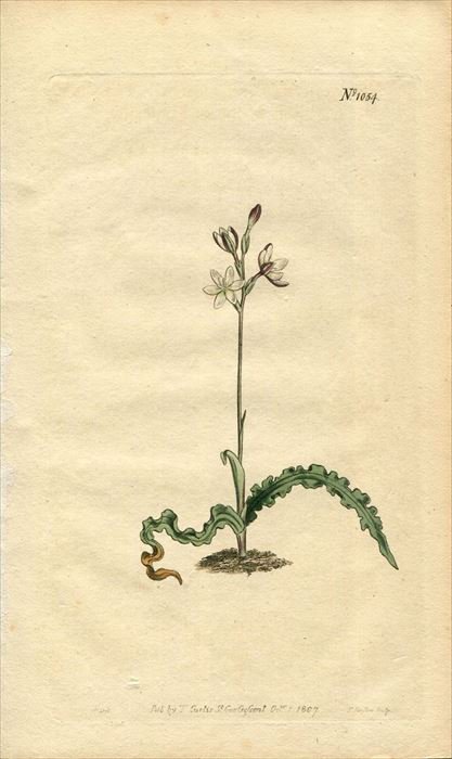 1807年 Curtis Botanical Magazine No.1054 アヤメ科 ヘスペランタ属 HESPERANTHA CINNAMOMEA  - アンティークプリント 博物画 ボタニカルアートの通販サイト Spirito di Artigiano