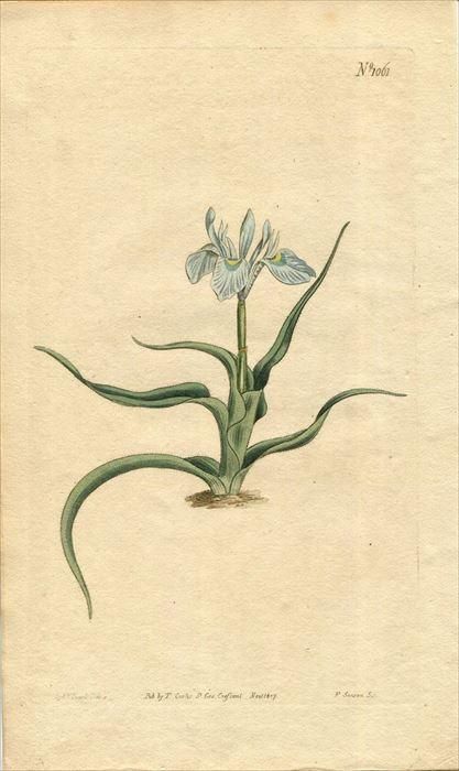 1807年 Curtis Botanical Magazine No 1061 アヤメ科 モラエア属 Moraea Ciliata B アンティークプリント ボタニカルアート 博物画の通販サイト Spirito Di Artigiano 1807年 Curtis Botanical Magazine No 1061 アヤメ科 モラエア属 Moraea Ciliata B アンティークプリント ボタニカルアート 博物画の通販サイト Spirito Di Artigiano