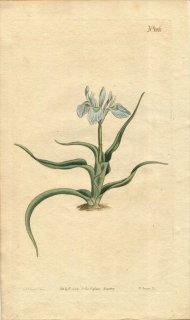 1807ǯ Curtis Botanical Magazine No.1061  饨° MORAEA CILIATA()