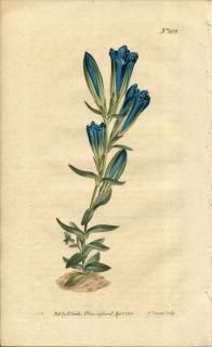 1808ǯ Curtis Botanical Magazine No.1101 ɥ ɥ° GENTIANA PNEUMONANTHE