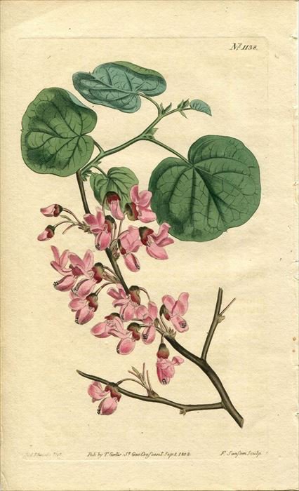 1808年 Curtis Botanical Magazine No 1138 マメ科 ハナズオウ属 セイヨウハナズオウ Cercis Siliquastrum アンティークプリント ボタニカルアート 博物画の通販サイト Spirito Di Artigiano