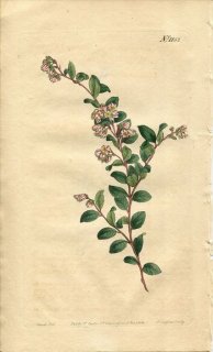 1808ǯ Curtis Botanical Magazine No.1152 ĥĥ Υ° VACCINIUM CRASSIFOLIUM