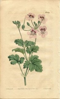 1809ǯ Curtis Botanical Magazine No.1174 ե ǥ° ERODIUM HYMENODES