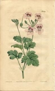 1809ǯ Curtis Botanical Magazine No.1174 ե ǥ° ERODIUM HYMENODES