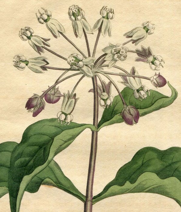 1809年 Curtis Botanical Magazine No 1181 キョウチクトウ科 トウワタ属 Asclepias Nivea アンティークプリント ボタニカルアート 博物画の通販サイト Spirito Di Artigiano