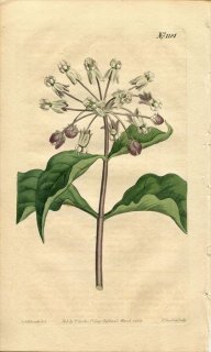 1809ǯ Curtis Botanical Magazine No.1181 祦ȥ ȥ勵° ASCLEPIAS NIVEA