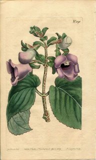 1809ǯ Curtis Botanical Magazine No.1191 勵Х ˥ GLOXINIA MACULATA