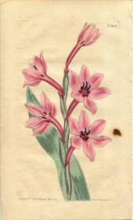 1809ǯ Curtis Botanical Magazine No.1195  ȥ˥° WATSONIA HUMILIS(.)