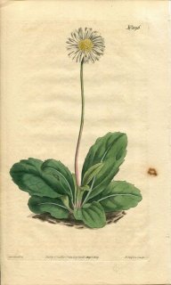 1809ǯ Curtis Botanical Magazine No.1196  ° ARNICA BELLIDIASTRUM