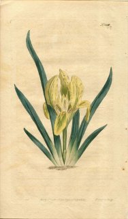 1809ǯ Curtis Botanical Magazine No.1209  ɥաꥹ IRIS PUMILA