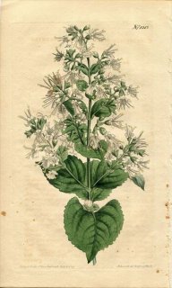 1809ǯ Curtis Botanical Magazine No.1213  󥽥˥° COLLINSONIA ANISATA