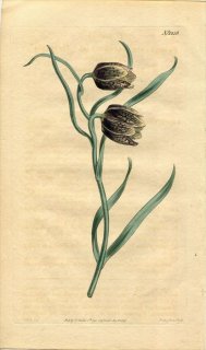 1809ǯ Curtis Botanical Magazine No.1216  Х° FRITILLARIA RACEMOSA