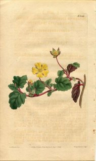 1809ǯ Curtis Botanical Magazine No.1218 ӥɥ ҥ٥ƥ° HIBBERTIA GROSSULARIAEFOLIA