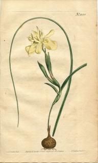 1809ǯ Curtis Botanical Magazine No.1238  饨° MORAEA EDULIS