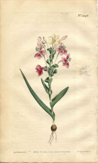 1809ǯ Curtis Botanical Magazine No.1246  ҥҥ° LAPEYROUSIA FISSIFOLIA