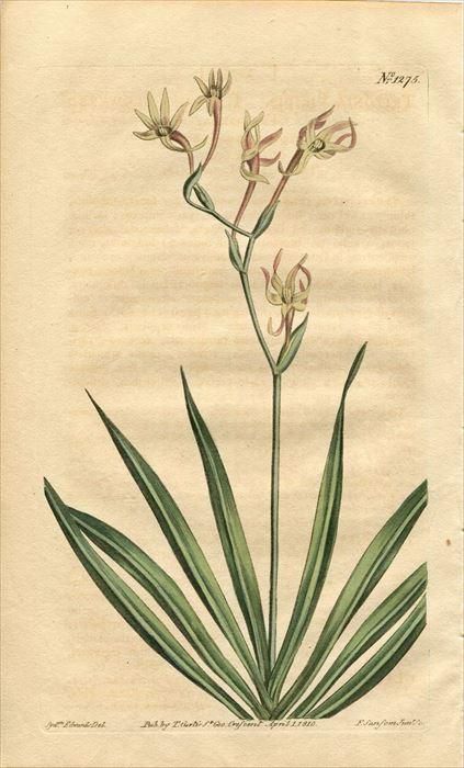 1810年 Curtis Botanical Magazine No.1275 アヤメ科 フリージア