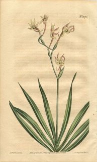 1810ǯ Curtis Botanical Magazine No.1275  ե꡼° TRITONIA VIRIDIS