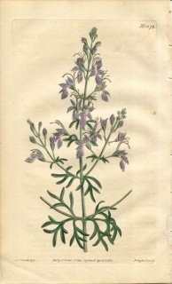 1810ǯ Curtis Botanical Magazine No.1279  ˥° TEUCRIUM ORIENTALE