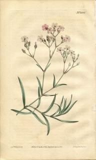 1810ǯ Curtis Botanical Magazine No.1281 ʥǥ ץե° GYPSOPHILA PROSTRATA