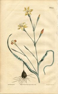 1810ǯ Curtis Botanical Magazine No.1284  饨° MORAEA CRISPA