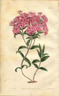 1810ǯ Curtis Botanical Magazine No.1308 ϥʥΥֲ եå° PHLOX AMOENA