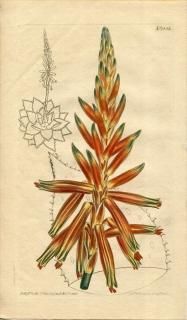 1810ǯ Curtis Botanical Magazine No.1332 ĥܥ ° ALOE DEPRESSA ¿ʪ