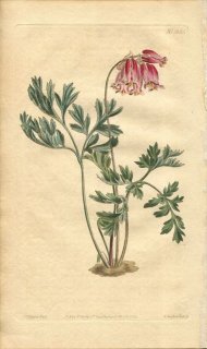 1810ǯ Curtis Botanical Magazine No.1335  եޥꥢ° FUMARIA FORMOSA