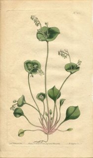 1810ǯ Curtis Botanical Magazine No.1336 ƥ 쥤ȥ˥° CLAYTONIA PERFOLIATA